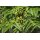 SHOP-8860 Funktionasattribut max_bestellmenge